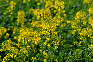 Blühender Raps, Brassica napus, im Frühling