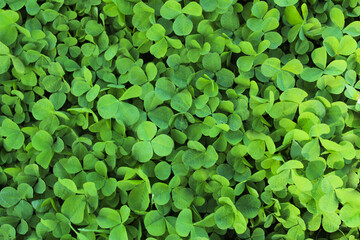 natural background, green clover leaves, symbol of St. Patrick's Day