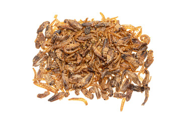 Fried insects approved for consumption in Europe. French mealworms Tenebrio molitor and Sigillatus cricket in spices and salt isolated on white background.