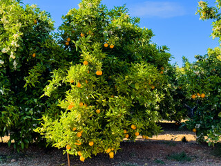 Fototapeta na wymiar Orange tree in farm field. Orange mandarin on tree. Vibrant orange citrus fruits in garden. Mandarin trees at farm plantation cultivated in Mediterranean. Harvest season in Spain. Tangerine plantation