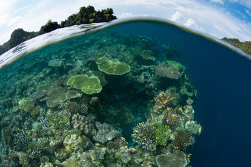 Corals grow right to the edge of a healthy reef drop off in Raja Ampat, Indonesia. This remote part of Indonesia is known for its incredible marine biodiversity.