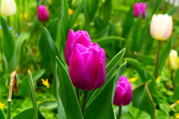 Fototapeta premium Tulpenbeet (5)