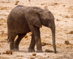 Fototapeta premium African Elephant