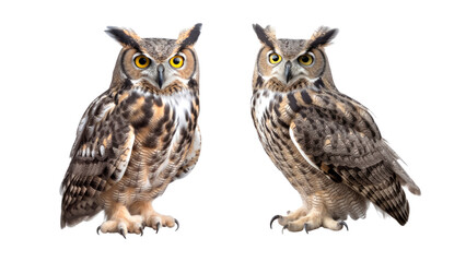Great Horned Owl, Bring Your DIY Projects to Life with Great Horned Owl Cutout PNG for Crafts and Graphic Design.  Generative AI.