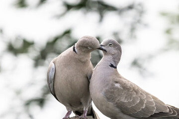 Couple of Eurasian collared dove or Streptopelia decaocto in love on the green background, hello spring - Powered by Adobe