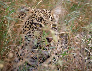 Leopard, Serengeti, Tanzania 