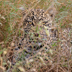 Leopard, Serengeti, Tanzania 