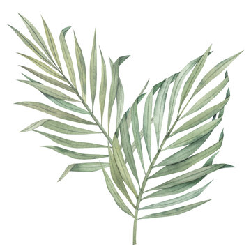 Watercolor illustration of tropical palm leaves. Hand drawn watercolor composition. Clipart for packaging design, postcards, prints. Isolated object without background.