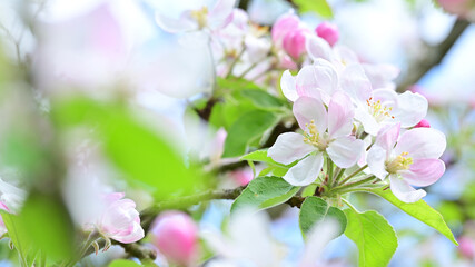 Blooming apple tree in spring.