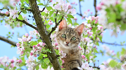 Little cat in the tree on spring apple bloom. 