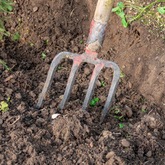 garden work. digging the ground