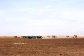 Fototapeta na wymiar Herd of African Elephants Crossing Dried-out Amboseli Lake. Amboseli, Kenya