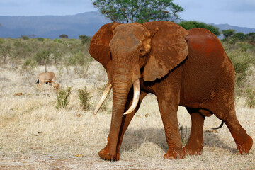 Tsavo Red Elephant Passing By, Acting Annoyed. Tsavo East, Kenya