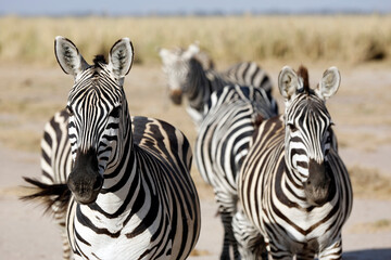 Fototapeta na wymiar Zebras Looking into the Camera. Amboseli, Kenya