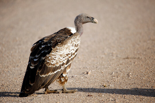 Rüppell's Vulture (Gyps rueppelli) in Profile, on Dirt Road. Amboseli, Kenya