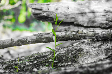plant growing in the ground