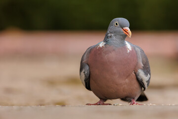 ptak, gołąb © RobertM