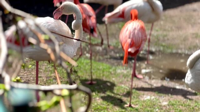 pink flamingo cleaning its wings at the zoo Generative AI