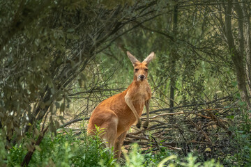 Red kangaroo (Osphranter rufus) resting in the shadow. Alice Springs Desert Park, Northern...