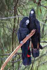 Red-tailed black cockatoo couple (Calyptorhynchus banksii) Alice Springs Desert Park, Northern Territory, Australia © Luis