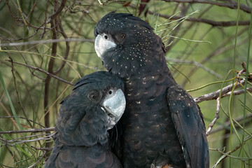 Red-tailed black cockatoo couple (Calyptorhynchus banksii) Alice Springs Desert Park, Northern...