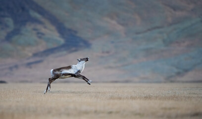 Reindeer in the wild- Iceland