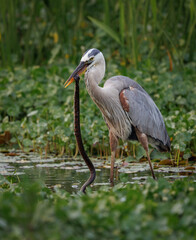 Great blue heron eating a snake in Florida 