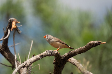 Australian zebra finch or chestnut-eared finch (Taeniopygia castanotis) native to Central Australia. Alice Springs Desert Park, Northern Territory, Australia