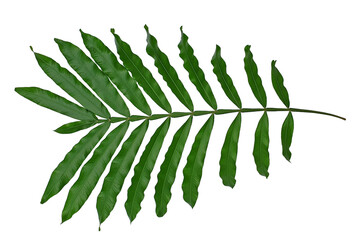 Leaf of filicium decipiens tree or Leafly Shade isolated on white background. Common names: fern...