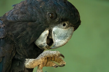 Red-tailed black cockatoo skillfully eating the core of a tree branch (Calyptorhynchus banksii), Alice Springs Desert Park, Northern Territory, Australia