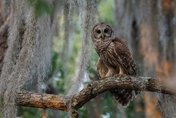 Obraz premium A barred owl in a mossy tree in Florida 
