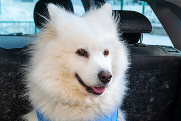 Samoyed breed dog in the car