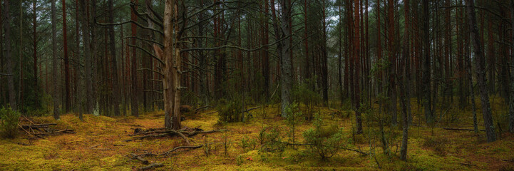 deep dense autumn forest with a dead tree in a clearing. widescreen panoramic side view