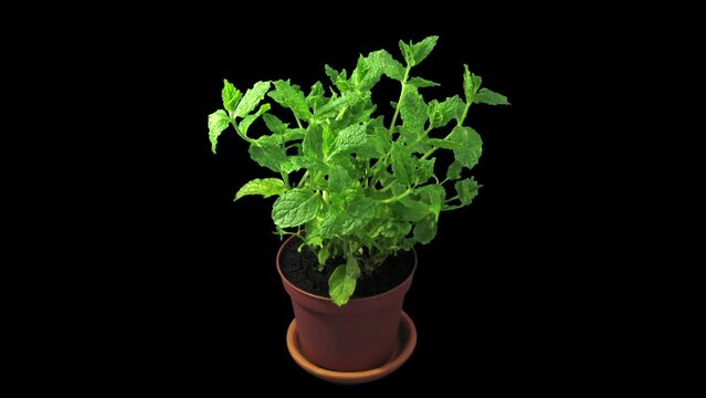 Phototropism effect in growing mint herb in RGB + ALPHA matte format isolated on black background. Displays the move of plant leaves to the direction of light source.