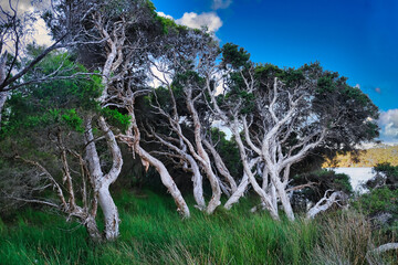 Gnarled old swamp paperbarks (Melaleuca ericifolia) and an undergrowth of grasses in Torndirrup...
