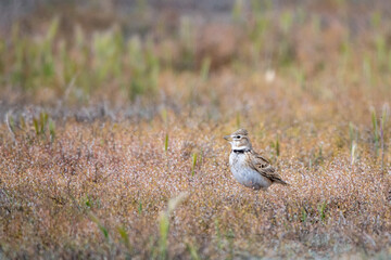 Boğmaklı toygar » Calandra Lark » Melanocorypha calandra
