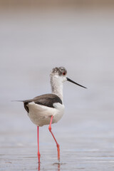 Uzunbacak » Black-winged Stilt » Himantopus himantopus
