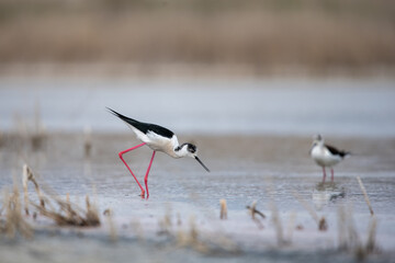 Uzunbacak » Black-winged Stilt » Himantopus himantopus
