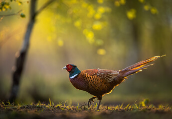 Ringneck Pheasant (Phasianus colchicus) male close up