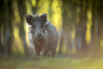 Wild boar ( Sus scrofa ) close up