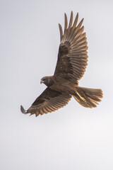 eagle in flight