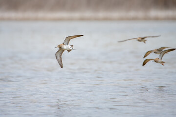 Dövüşkenkuş » Ruff » Calidris pugnax