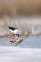Uzunbacak » Black-winged Stilt » Himantopus himantopus
