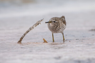 Orman düdükçünü » Wood Sandpiper » Tringa glareola