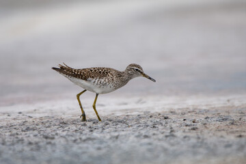 Orman düdükçünü » Wood Sandpiper » Tringa glareola