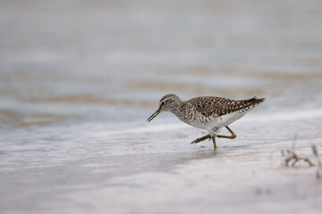 Orman düdükçünü » Wood Sandpiper » Tringa glareola
