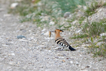İbibik » Eurasian Hoopoe » Upupa epops
