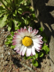 pink daisy in a garden
