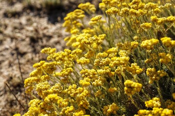 Flor de manzanilla amarilla en el campo 