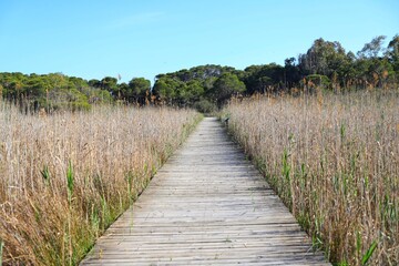 Obraz premium path to the sea